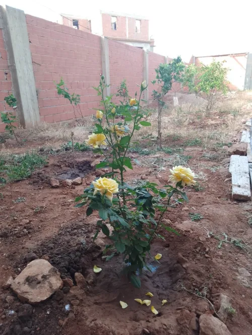 Vente Villa Mostaganem Fornaka