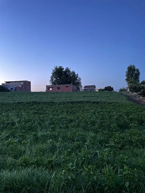 Vente Terrain Blida Mouzaia