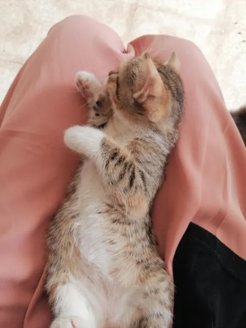 Chattons domestiques pr adoption 