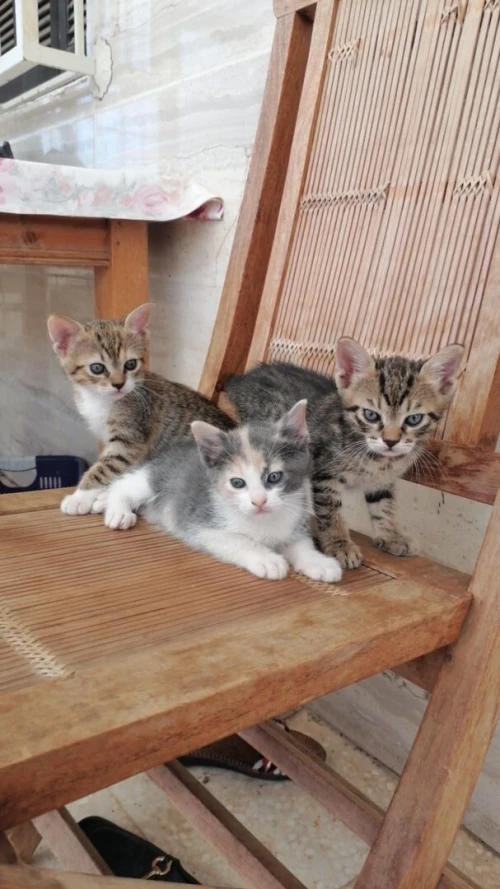 Chattons domestiques pr adoption 