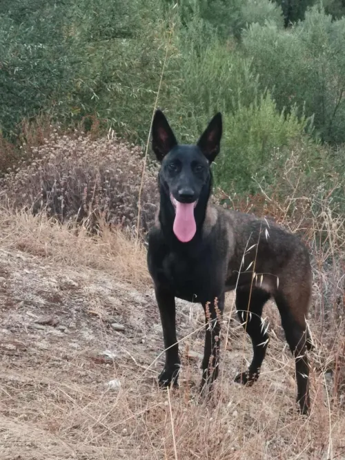 Femelle Malinois