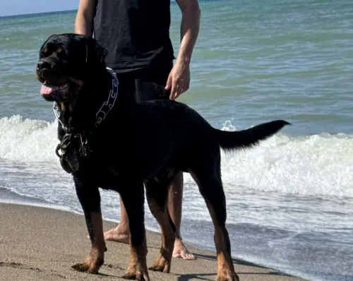 Rottweiller 
