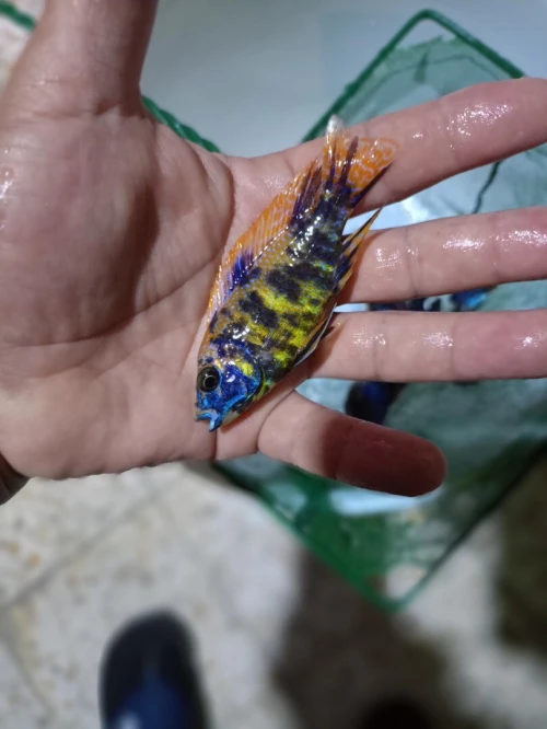 Cichlids African poisson 