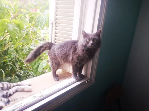 chat NEBELUNG mâle (TRES RARE !!)