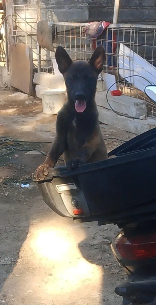 Chiot malinois femelle 