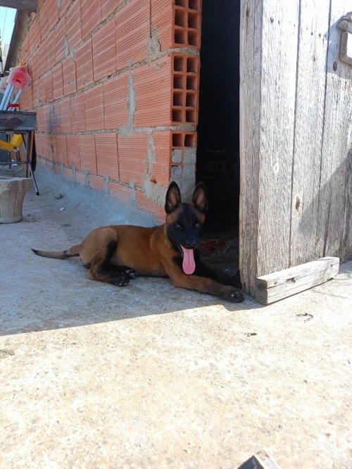 Malinois masque noir avec carnet de vaccination
