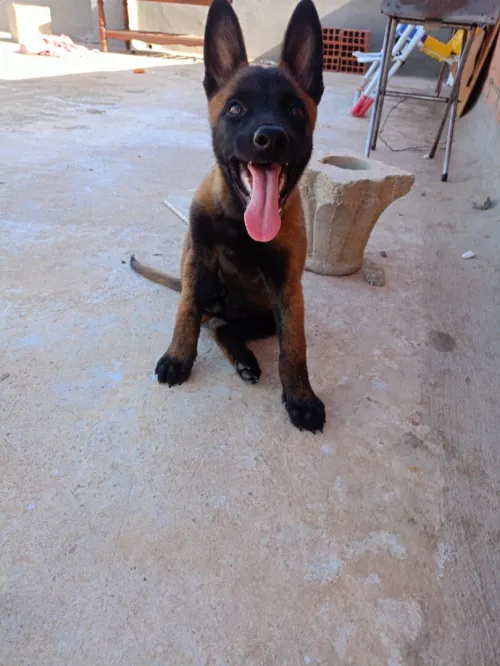 Malinois masque noir avec carnet de vaccination