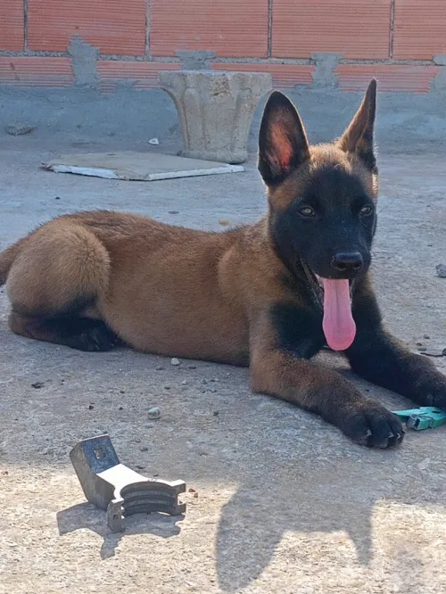 Malinois masque noir avec carnet de vaccination