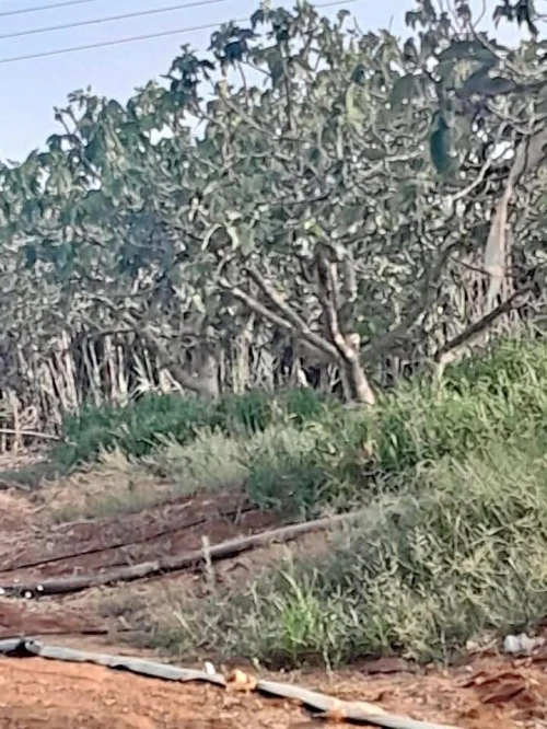 Vente Terrain Agricole Béchar Bechar