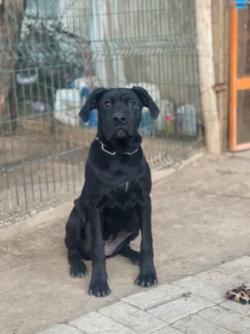 Cane corso