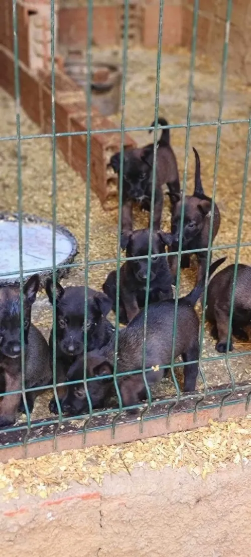 Chien malinois