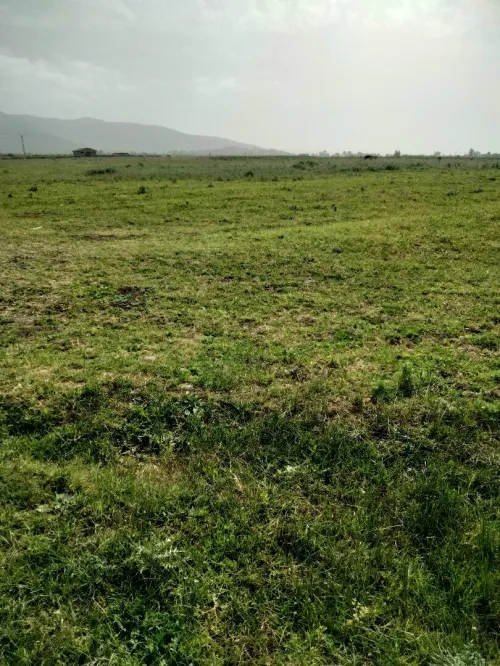 Vente Terrain Agricole El Tarf Ben mehdi