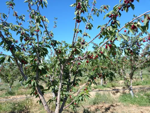 Vente Terrain Agricole Sidi Bel Abbès Ain tindamine