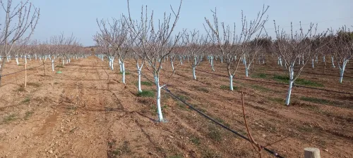 Vente Terrain Agricole Sidi Bel Abbès Ain tindamine