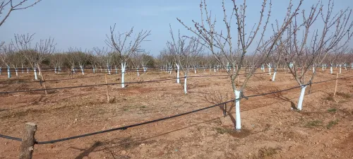 Vente Terrain Agricole Sidi Bel Abbès Ain tindamine