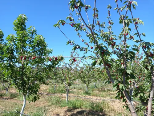 Vente Terrain Agricole Sidi Bel Abbès Ain tindamine