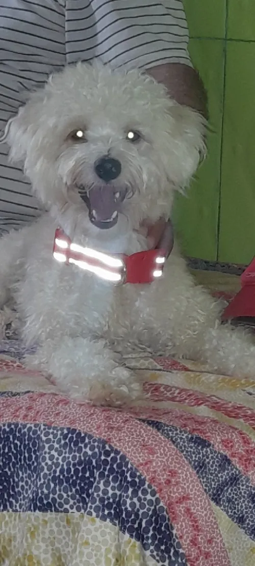 Caniche