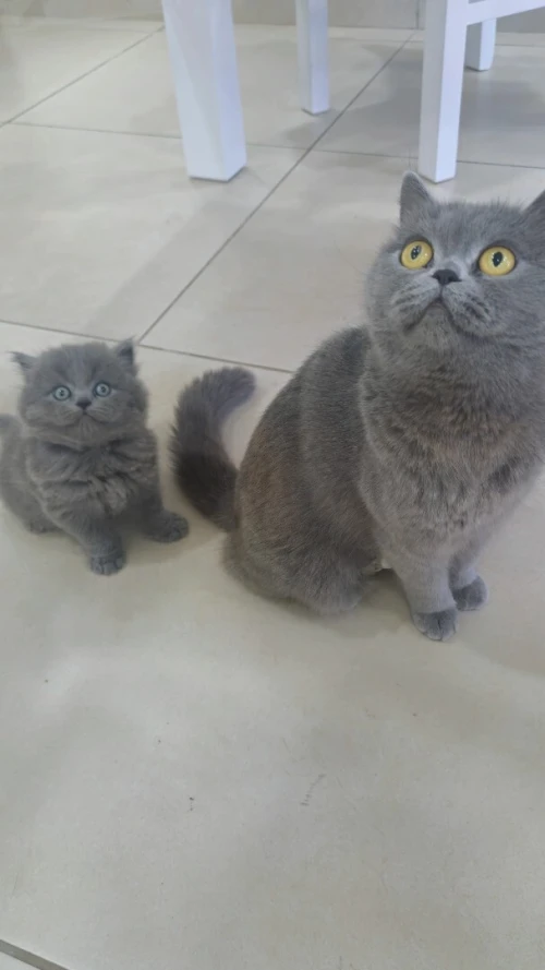 British shorthair