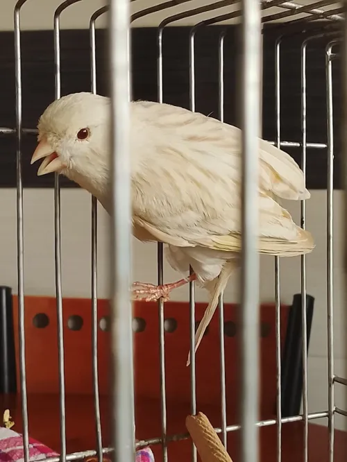 Canari marbré yeux rouges  كناري رخامة زيو روج