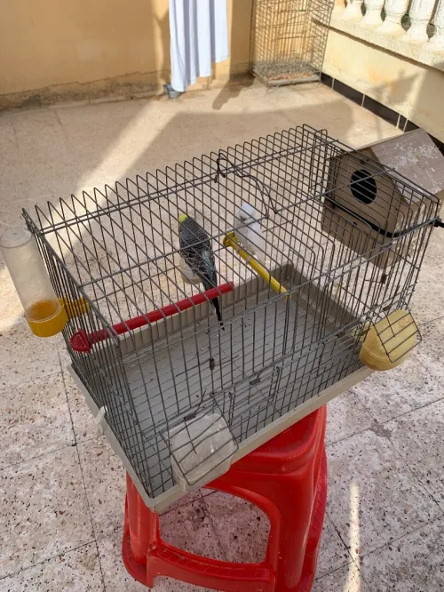 Couper péri