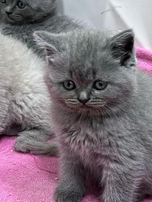 Chat scottish fold - british shorthair قط