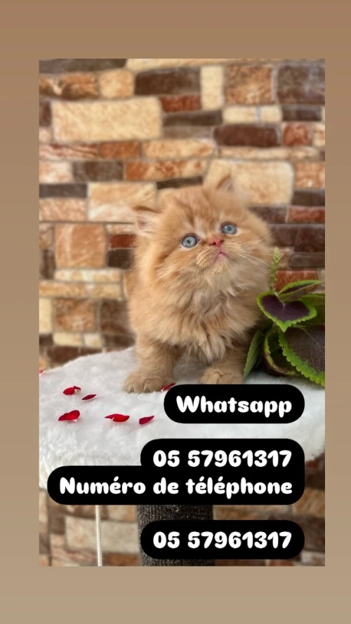 Chat persan pure race