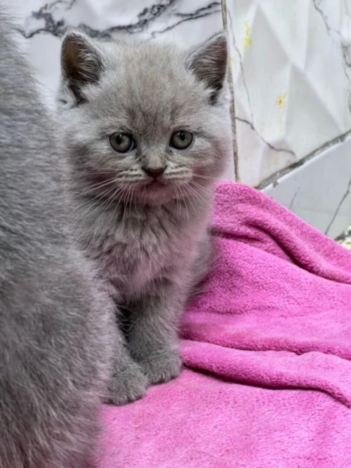 Chat scottish fold - british shorthair قط