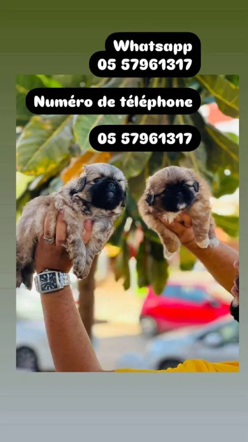 Chien canich Pékinois كانيش لي ميكبرش