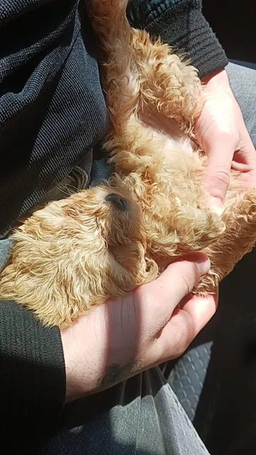 chien 