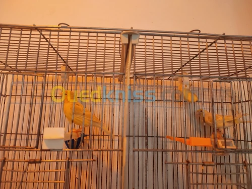 كناري زيو روج canari yeux rouges 