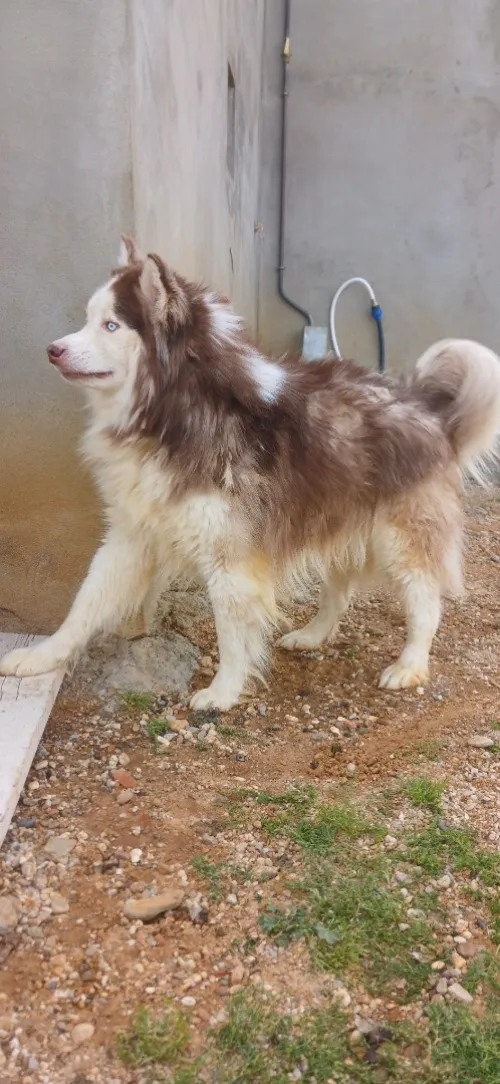Mal husky sibérien