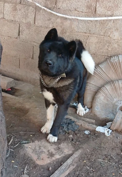 Akita américain