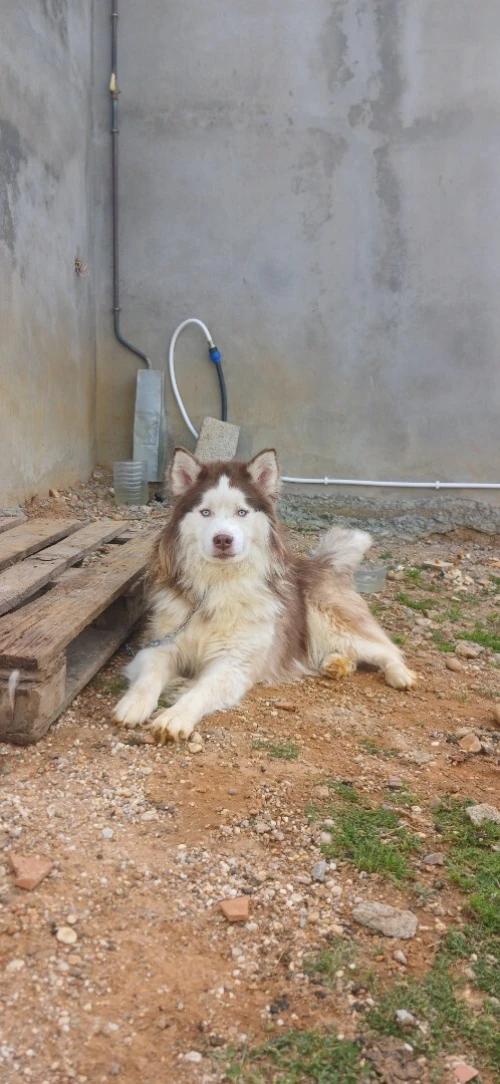 Mal husky sibérien