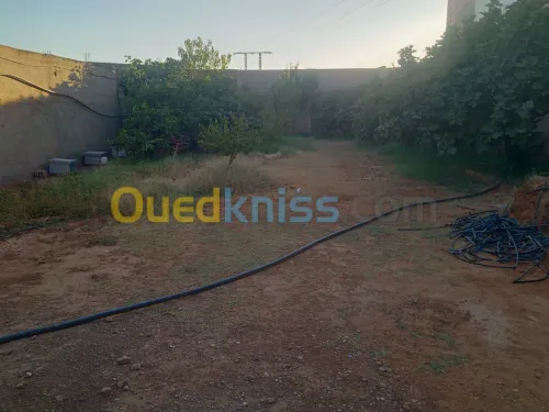 Vente Terrain Relizane Oued rhiou