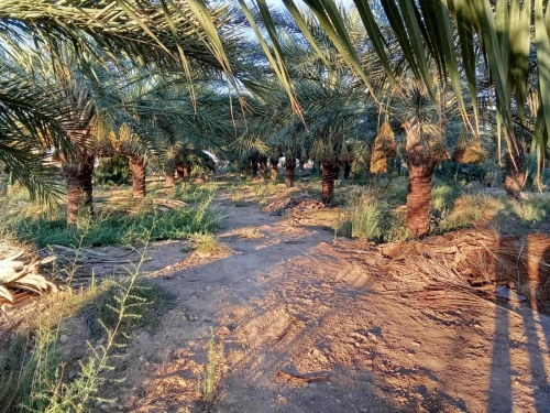 Vente Terrain Agricole Biskra El ghrous