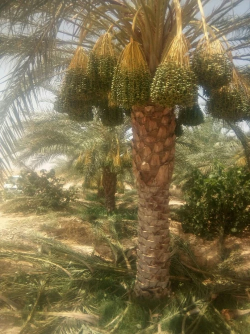 Vente Terrain Agricole Biskra El ghrous