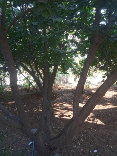 Vente Villa Tipaza Fouka
