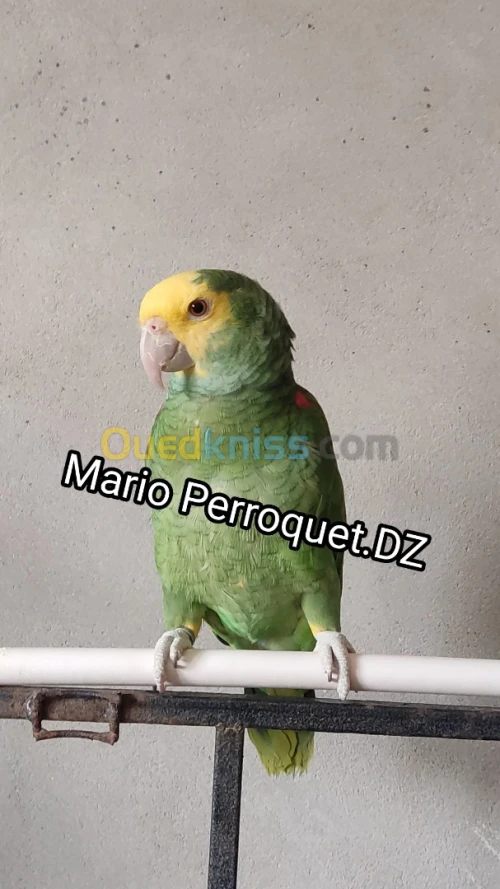Perroquet Amazone Oratrix 2023