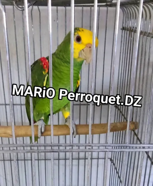 Perroquet oratrix double tête jaune