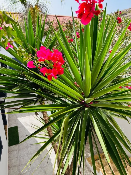 Location vacances Bungalow F3 Aïn Témouchent Bou zedjar