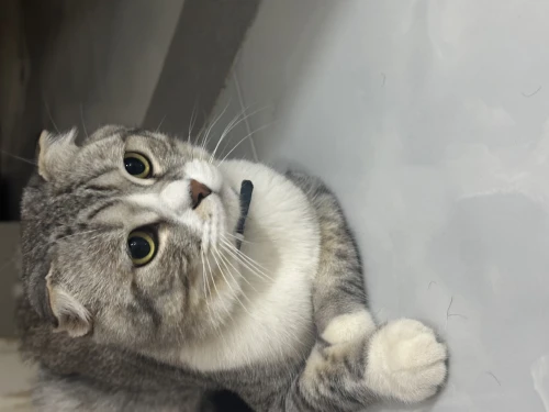 Chat male coupleur scottish fold pure race