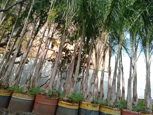 أشجار الكوكوز cocos arbres palmier