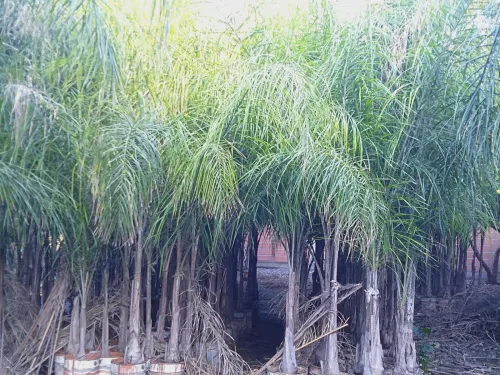أشجار الكوكوز cocos arbres palmier