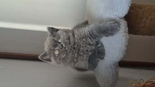 Brittish shorthair 