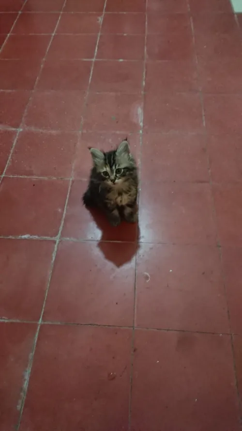 Chaton femelle bobtail américain
