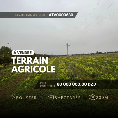 Vente Terrain Agricole Oran Ain el turck