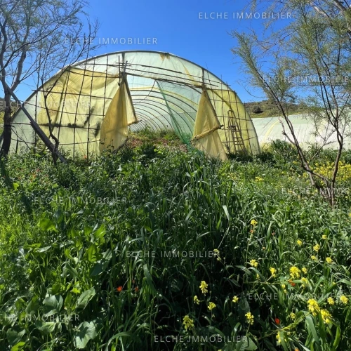 Vente Terrain Agricole Oran Ain el kerma