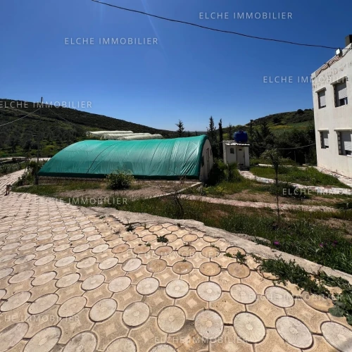 Vente Terrain Agricole Oran Ain el kerma