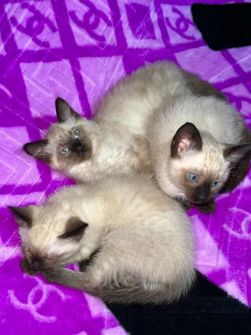 Chat siamois 