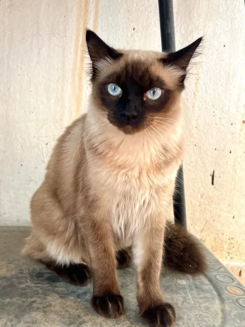 Chat siamois 
